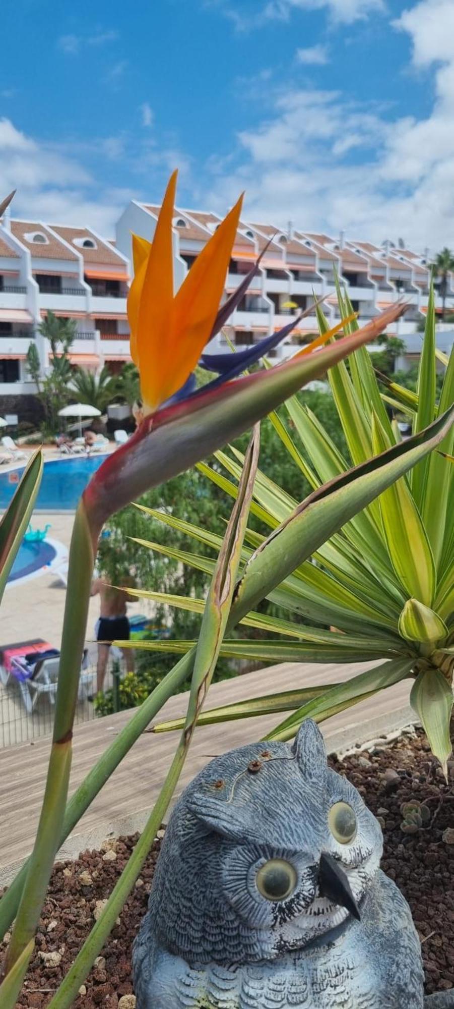Parque Santiago I Stunning Brand New Apt 2 Bedroom Playa De Las Americas Экстерьер фото